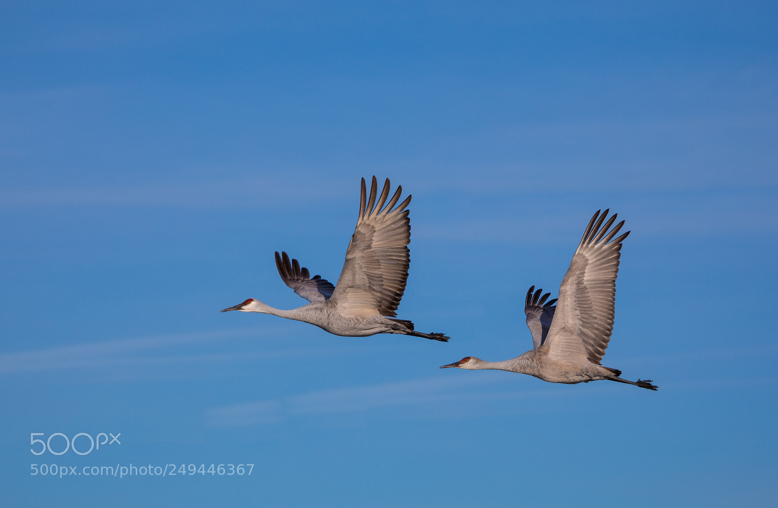 Canon EOS 5D Mark IV sample photo. Sandhill cranes at bosque photography