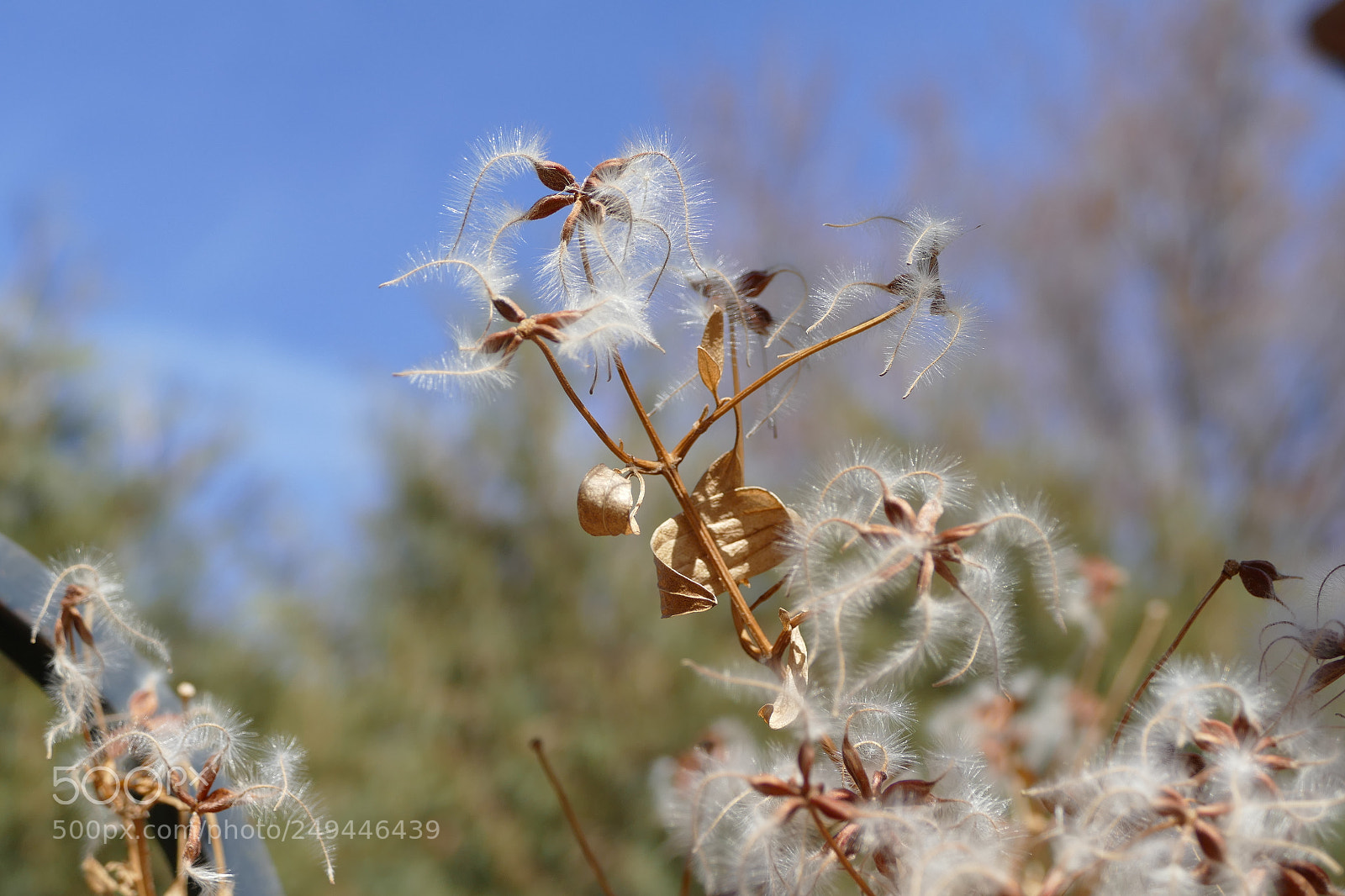 Panasonic Lumix DMC-FZ1000 sample photo. Winter flower photography