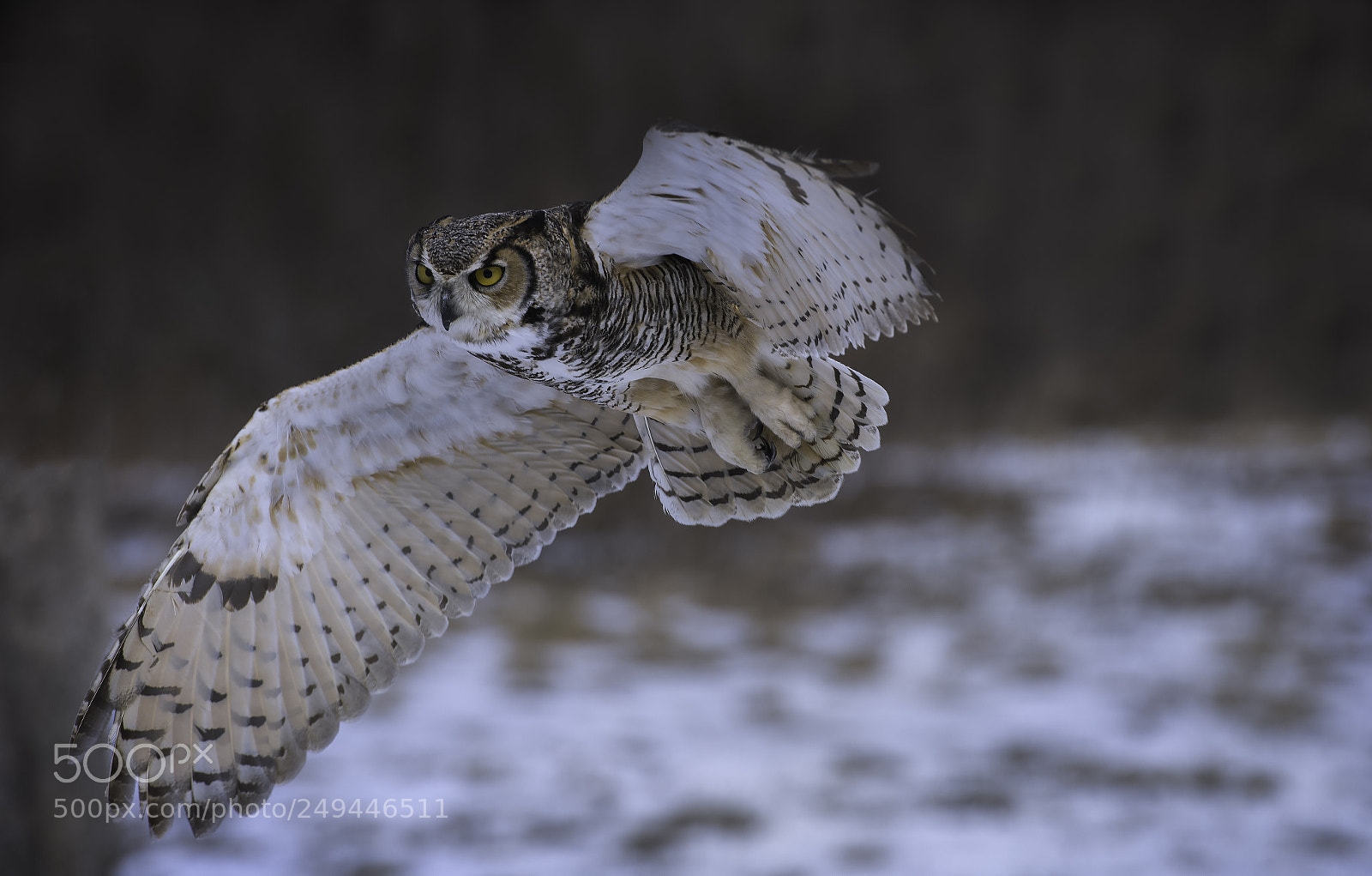 Nikon D500 sample photo. Great horned owl photography