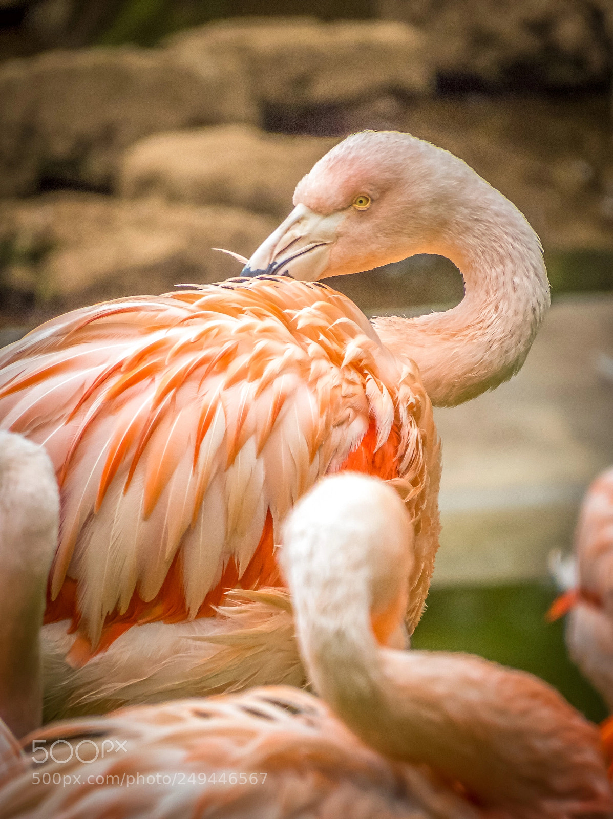 Canon PowerShot SX50 HS sample photo. Loropark flamingo photography