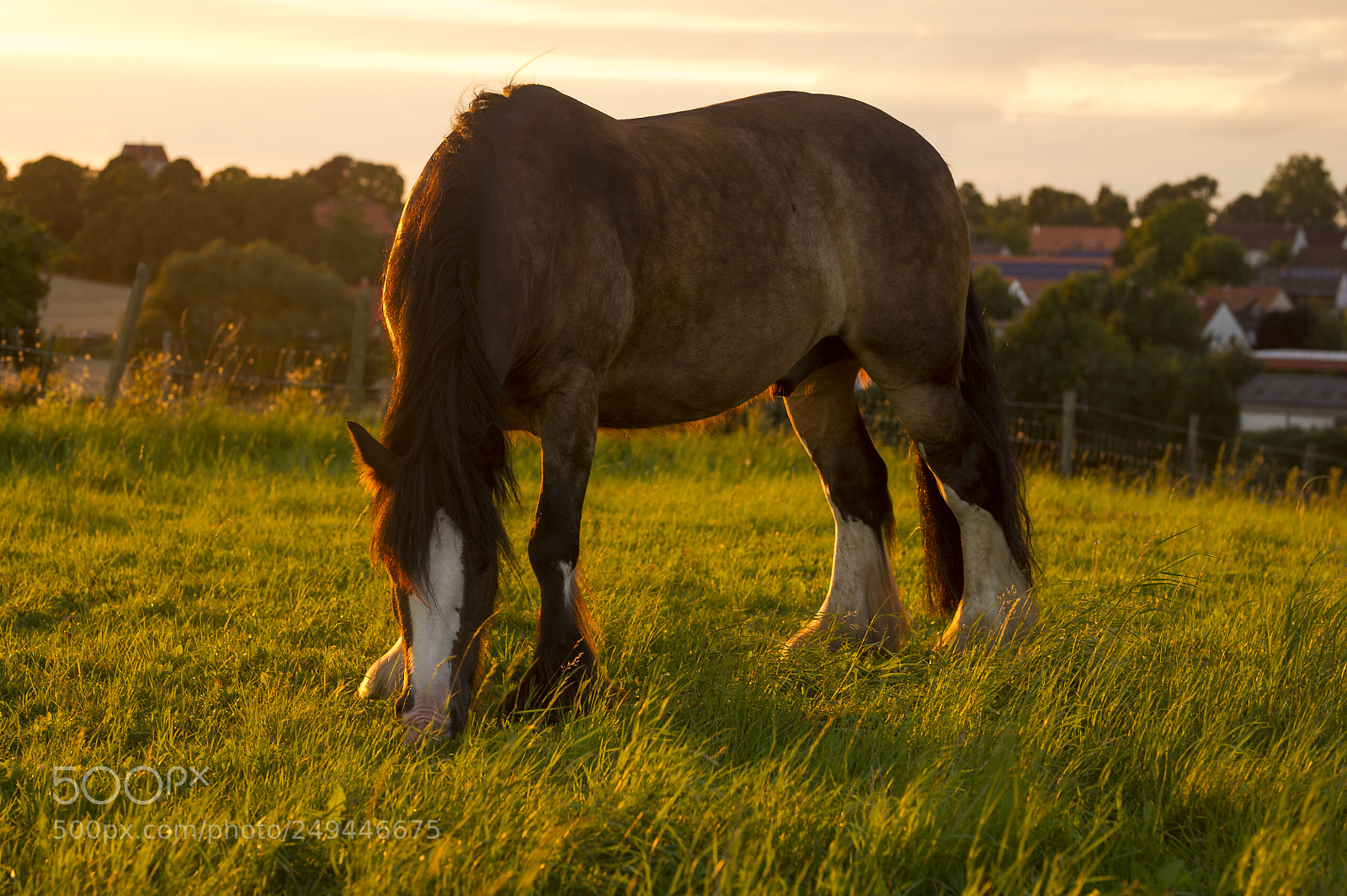 Nikon D3S sample photo. Rheinisch-deutsches kaltblut photography