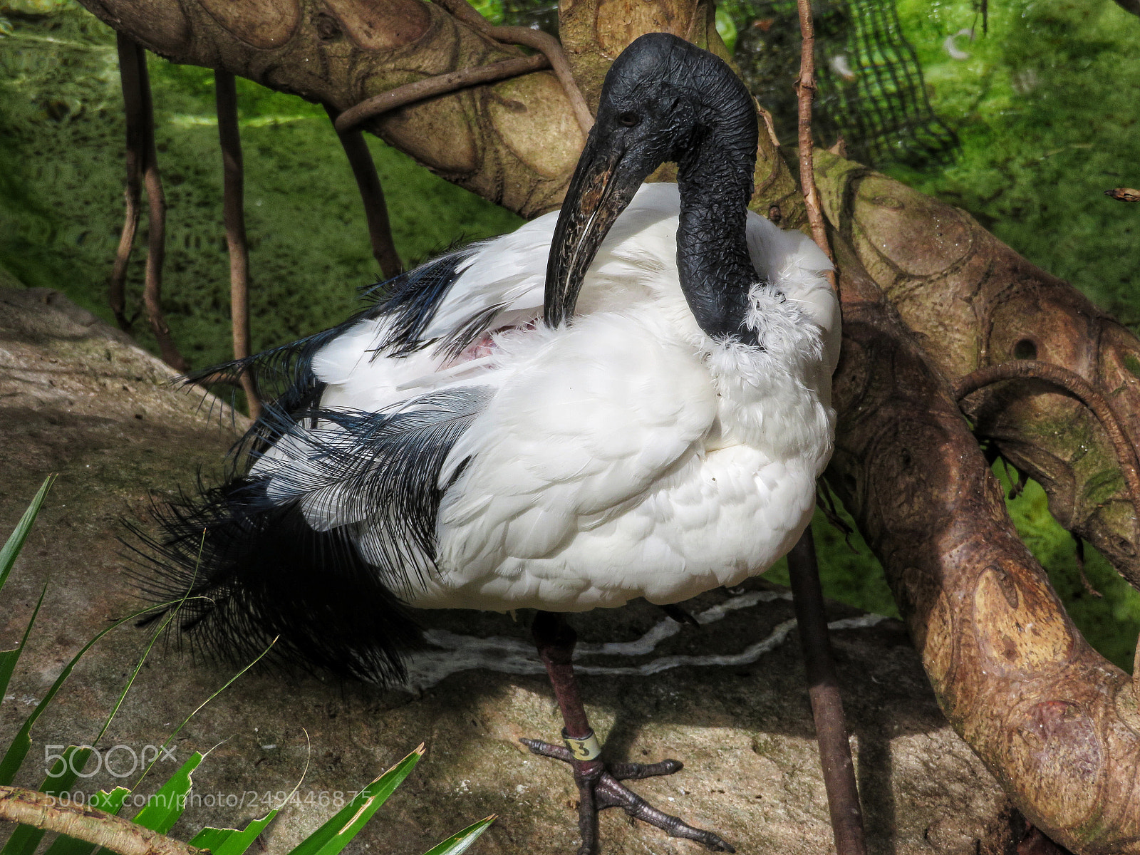 Canon PowerShot SX720 HS sample photo. African sacred ibis photography