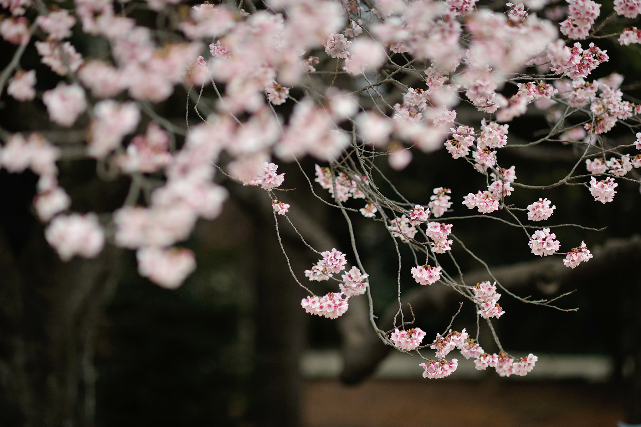 Nikon D700 + AF DC-Nikkor 135mm f/2D sample photo. Spring for tokyoites photography