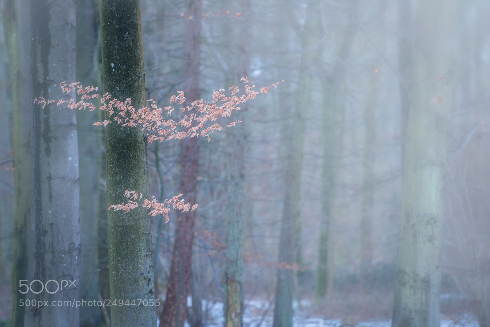 Nikon D800 sample photo. Misty wood photography