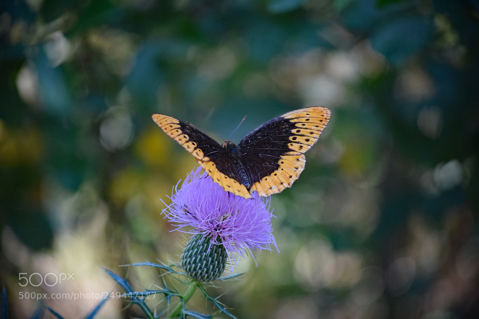 Nikon D5300 sample photo. Diana fritillary male photography