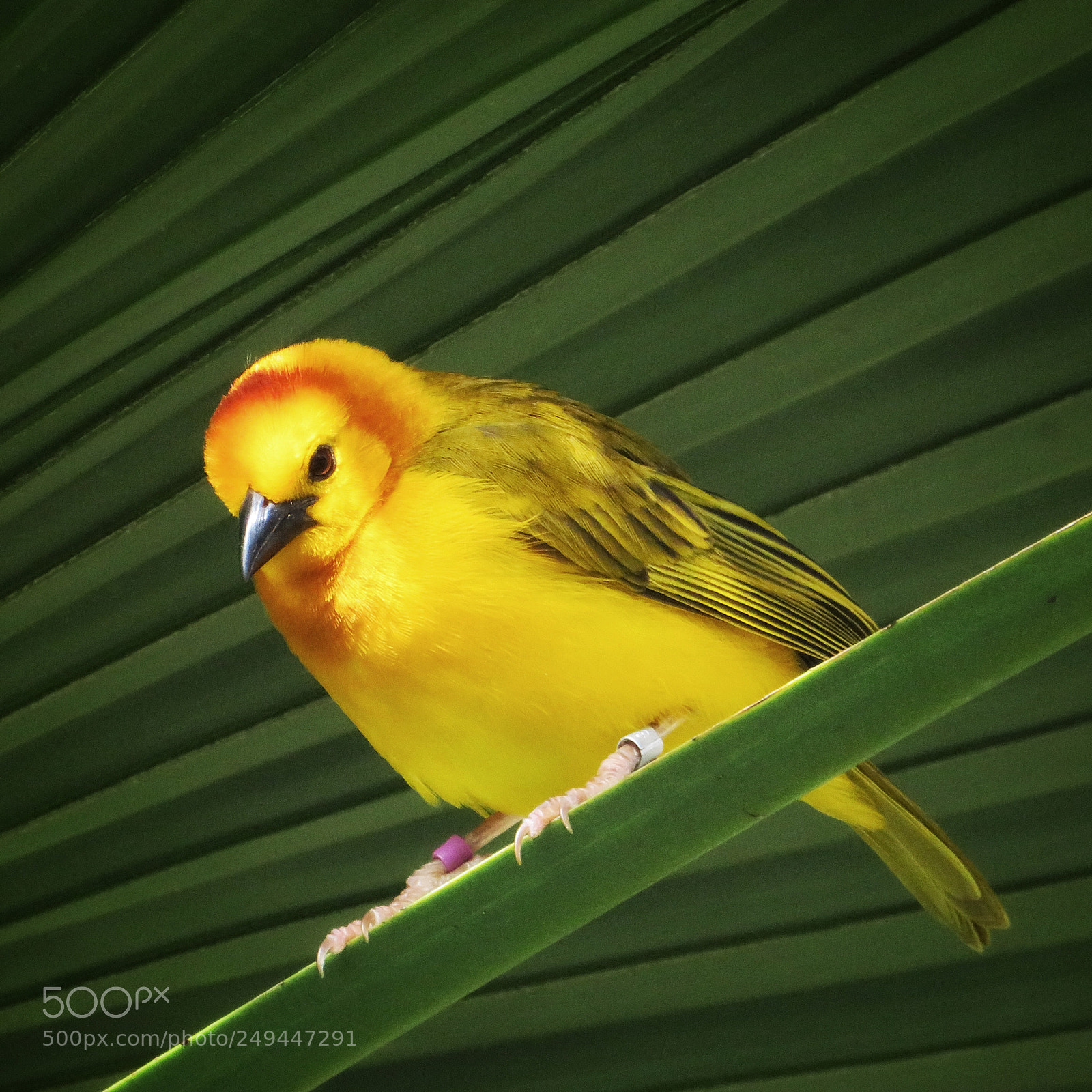 Canon PowerShot SX720 HS sample photo. Taveta golden weaver photography