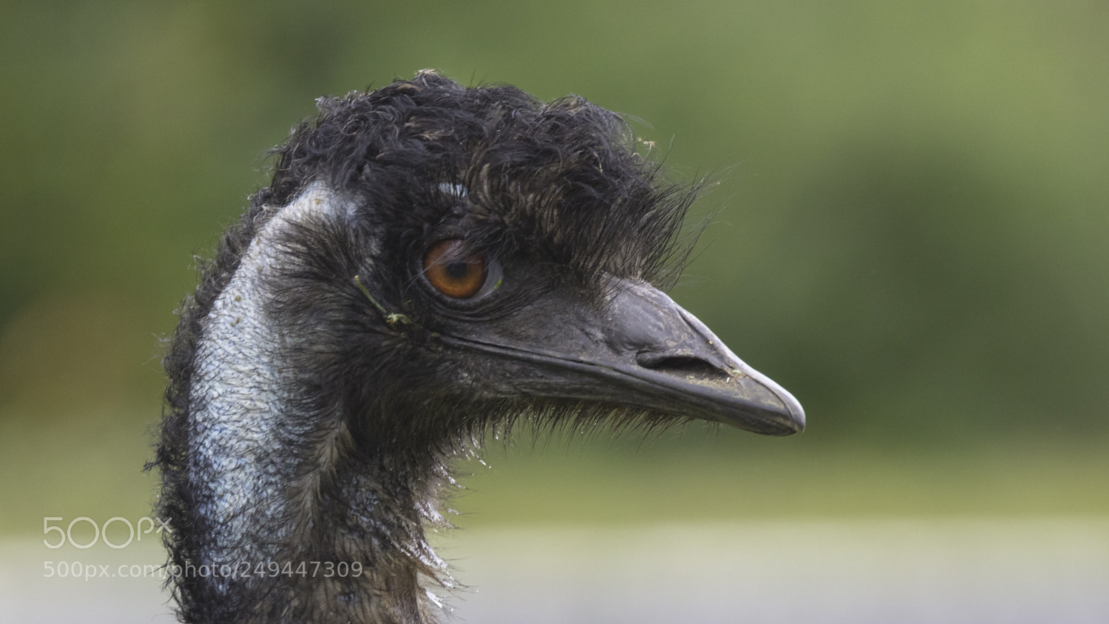 Canon EOS 5DS sample photo. Emu portrait photography