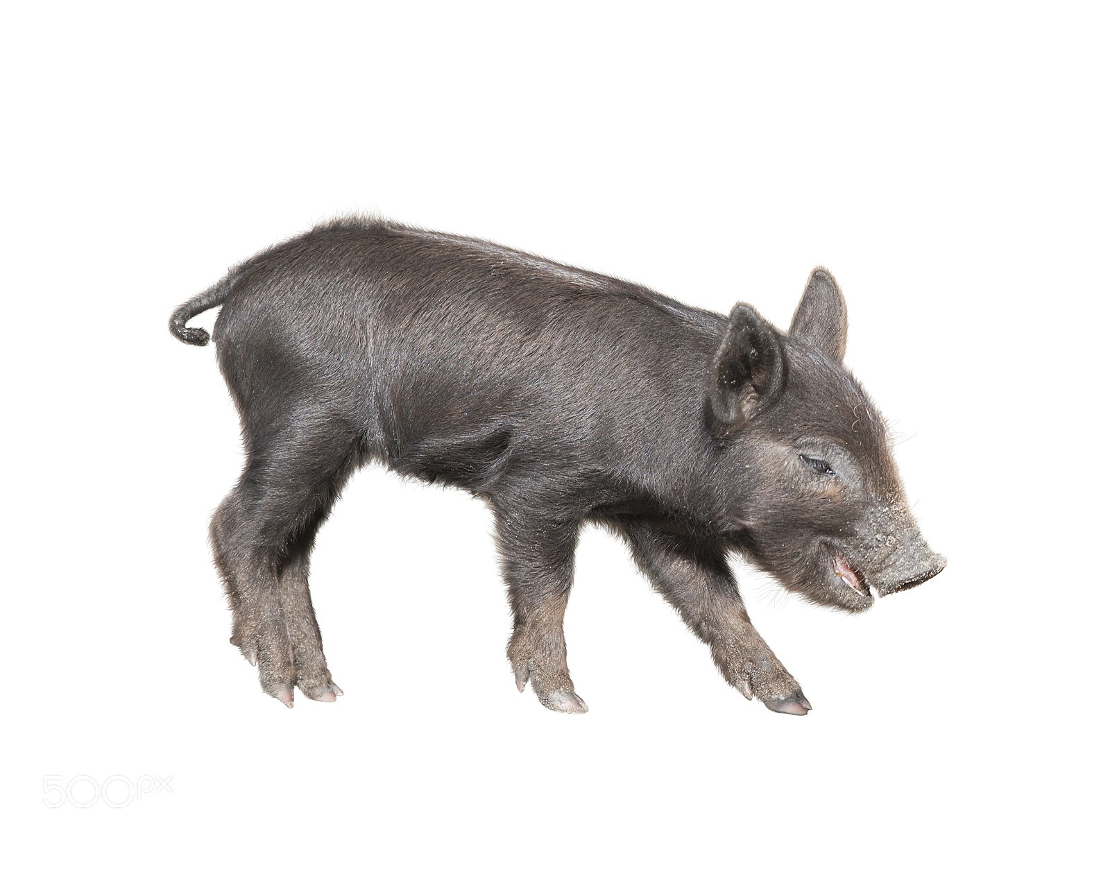 Nikon D800 sample photo. Wild black piglet photography