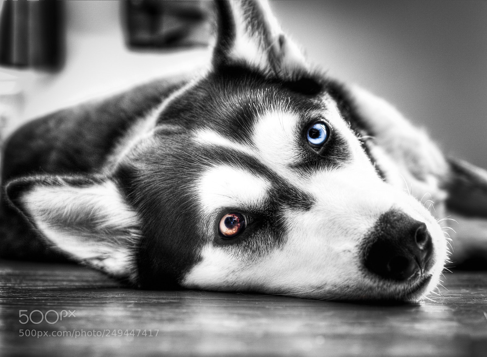 Nikon D7000 sample photo. Husky photography