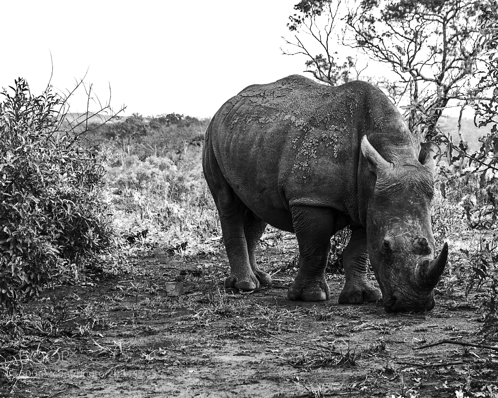 Sony Cyber-shot DSC-RX100 sample photo. Endangered photography