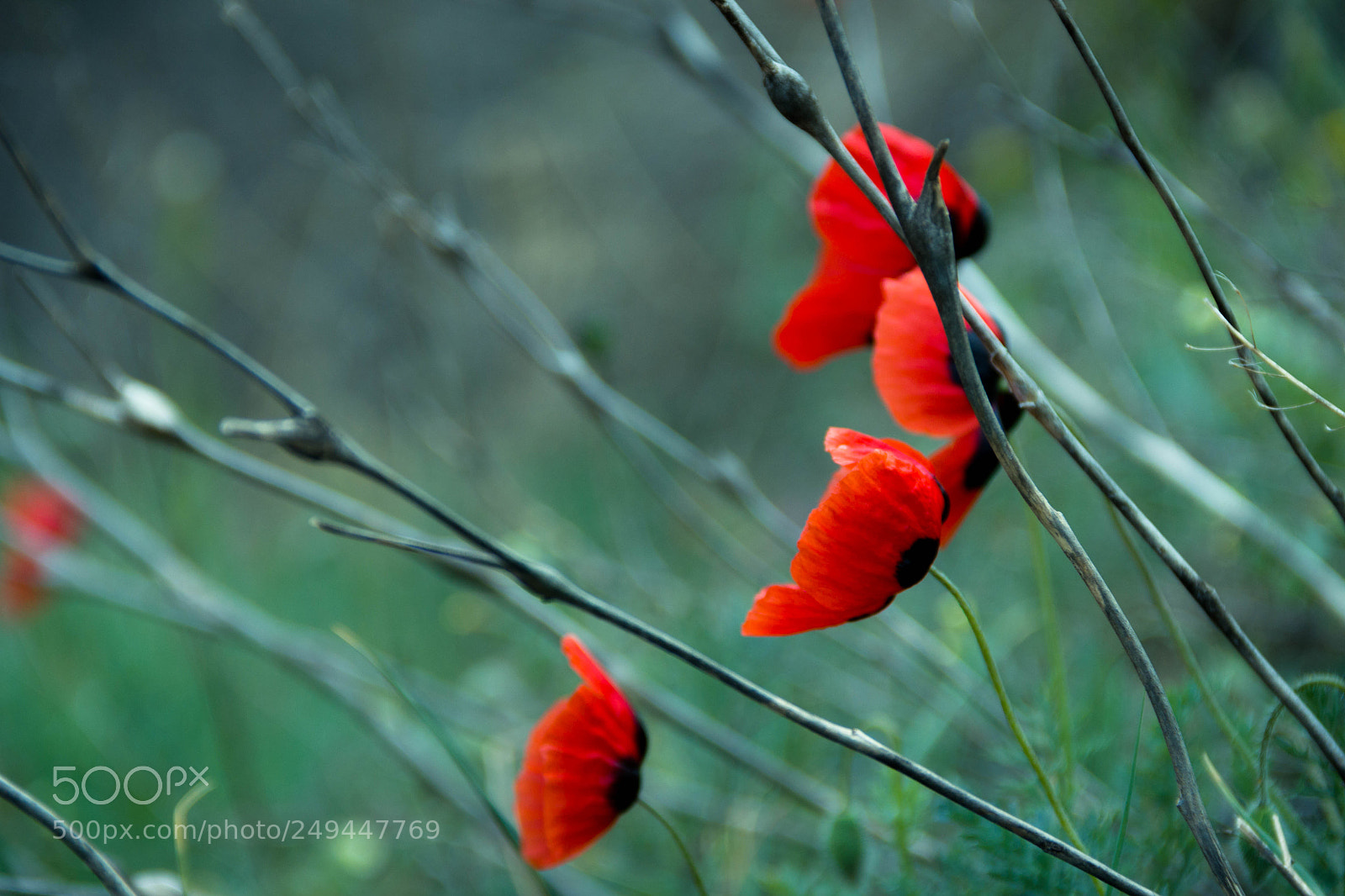 Canon EOS 550D (EOS Rebel T2i / EOS Kiss X4) sample photo. Poppies photography