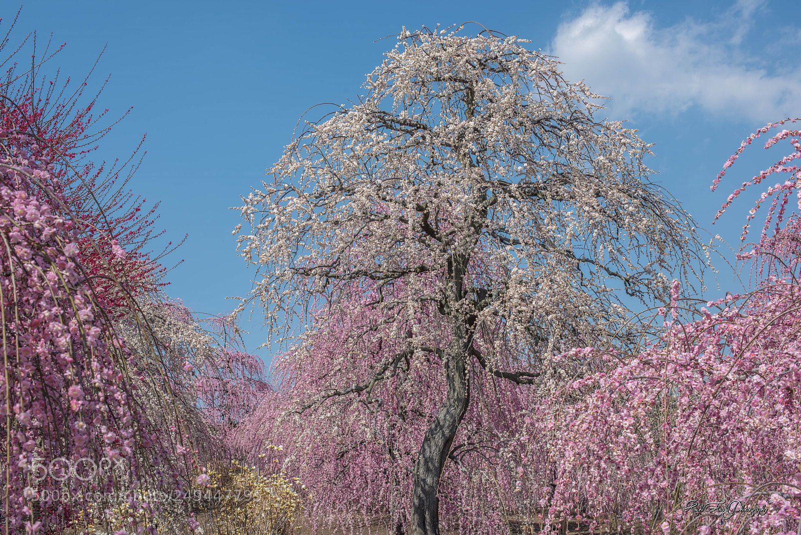 Nikon D810 sample photo. Full bloom photography