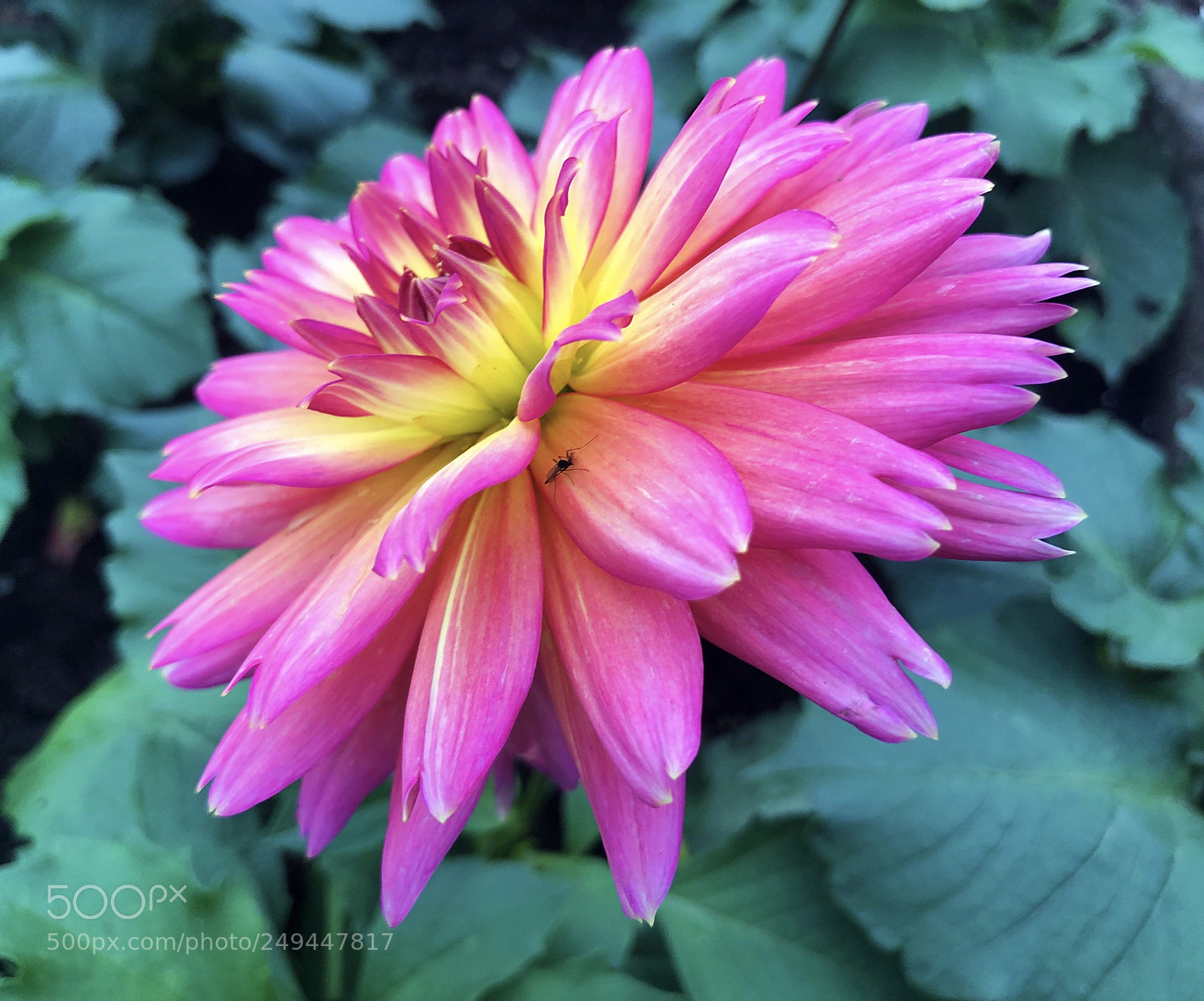 Apple iPhone X sample photo. Untitled photography