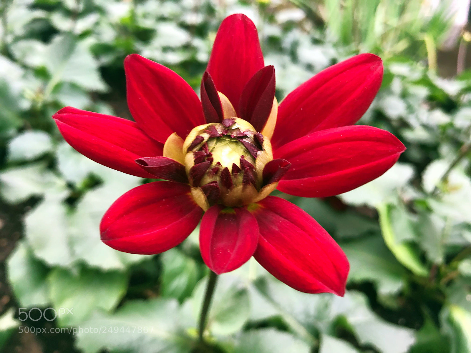 Apple iPhone X sample photo. Untitled photography