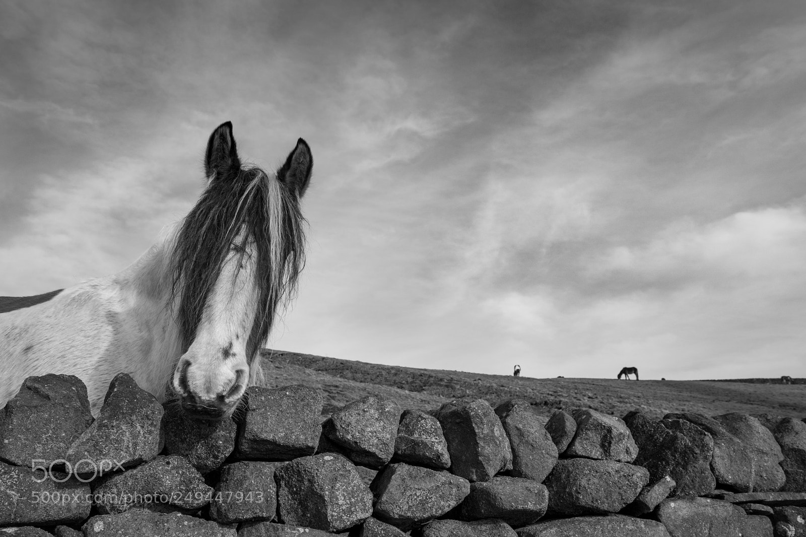 Canon EOS 750D (EOS Rebel T6i / EOS Kiss X8i) sample photo. Horse looking over a photography