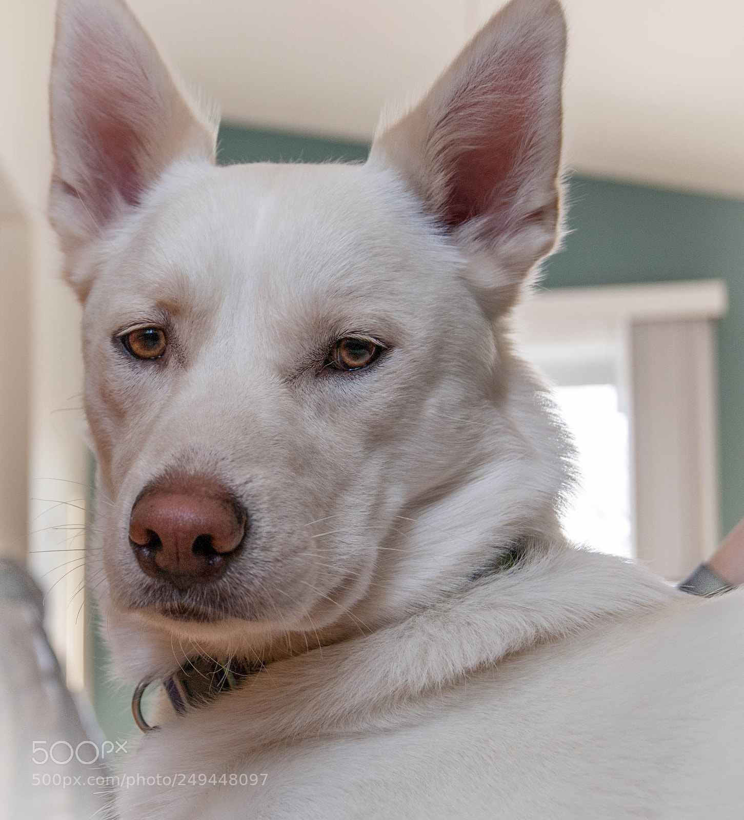 Sony Alpha DSLR-A330 sample photo. Chase photography