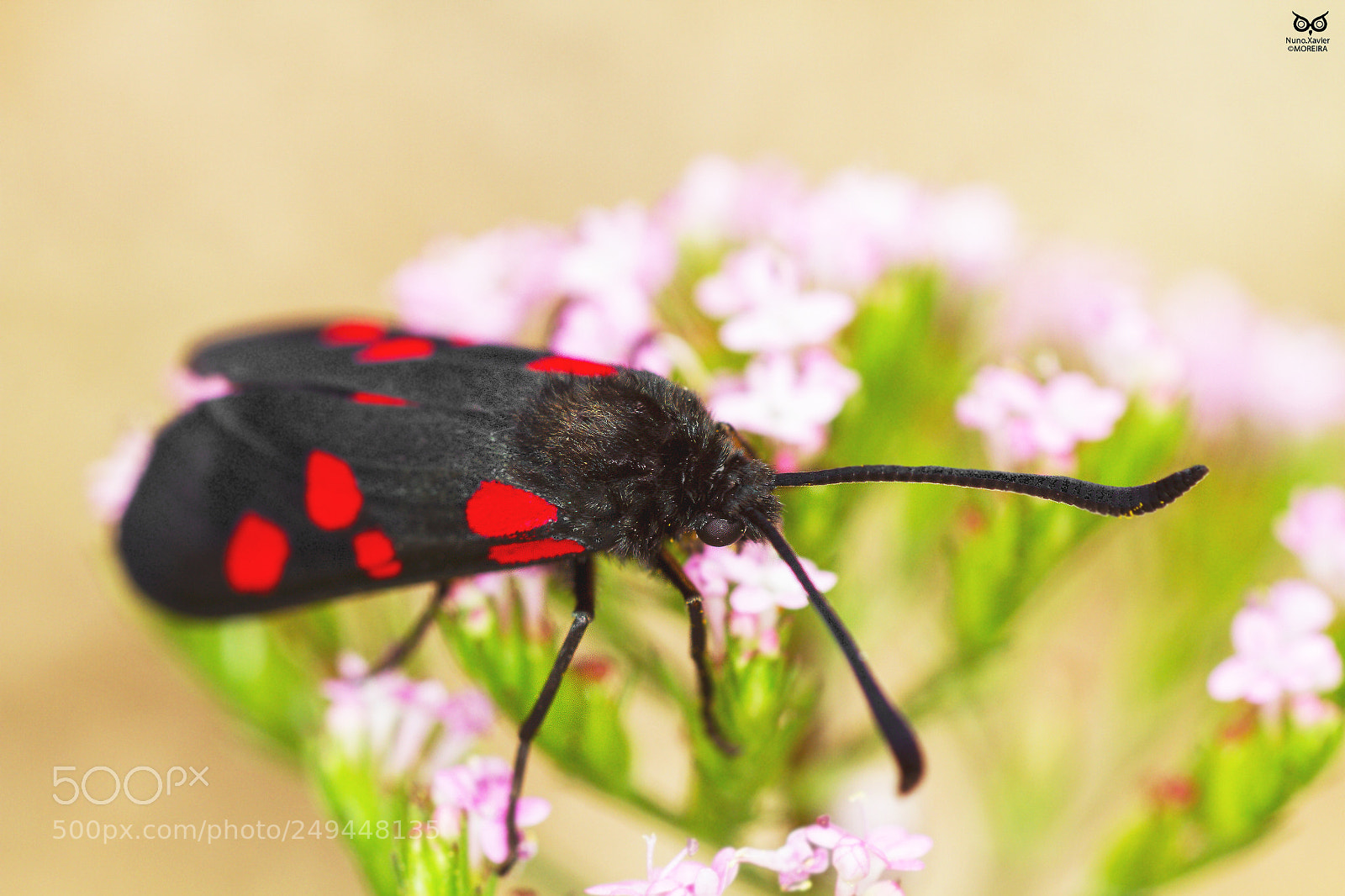 Canon EOS 7D sample photo. Borboleta nocturna five-spot burnet photography