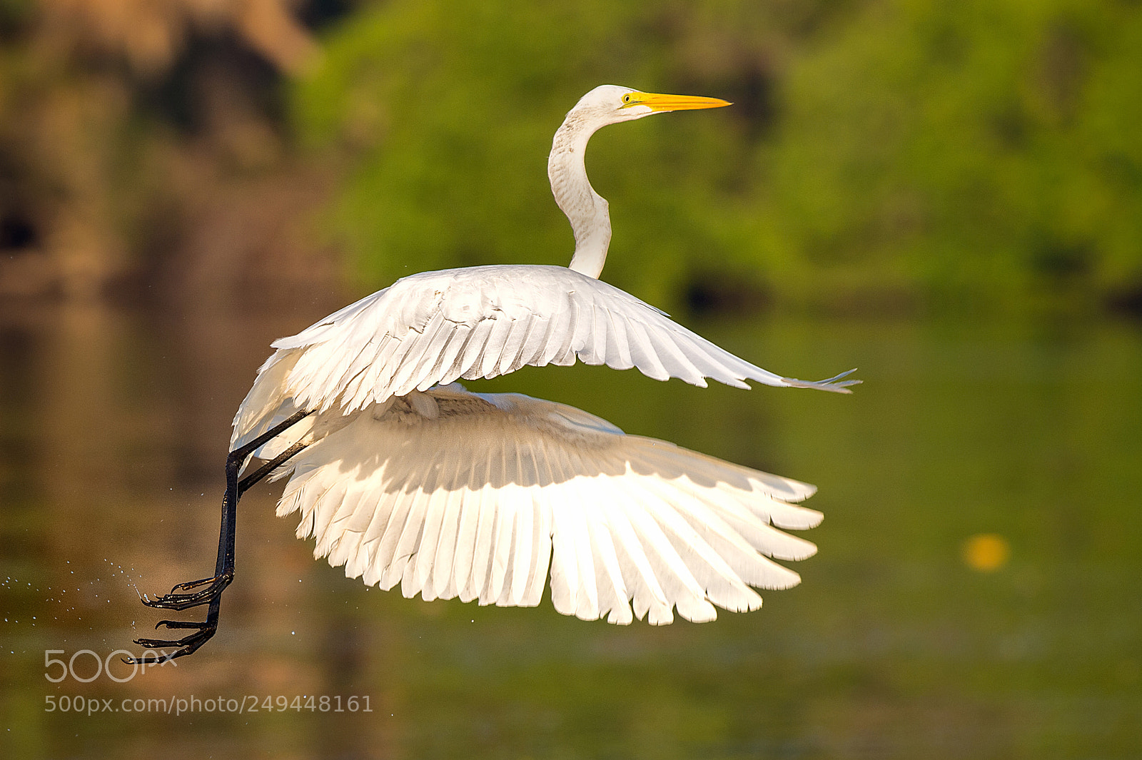 Nikon D4S sample photo. Great heron photography
