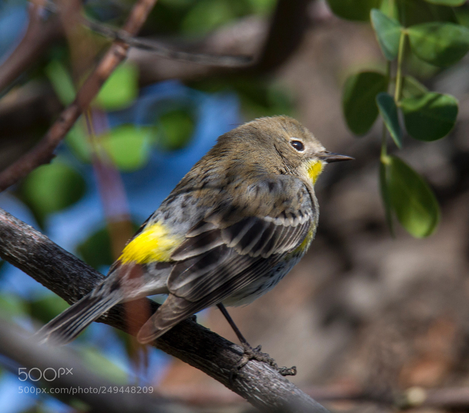 Canon EOS 7D sample photo. Yellow-rumpled warbler, audubon's photography