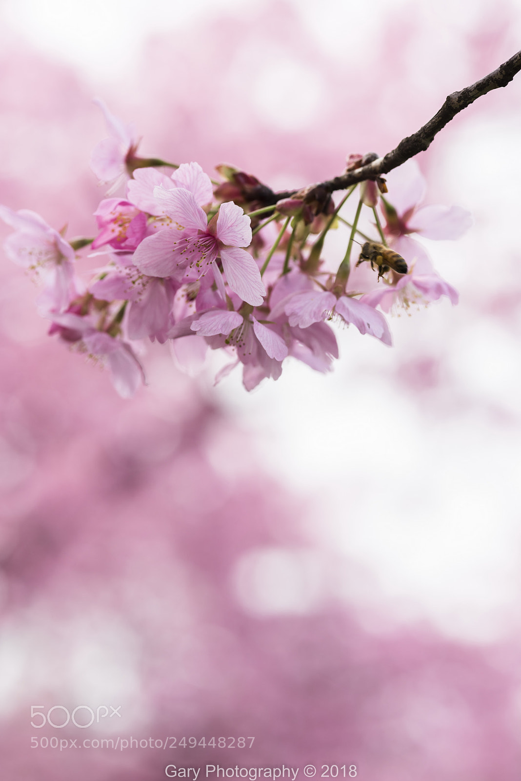 Nikon D810 sample photo. 闻香而来 photography