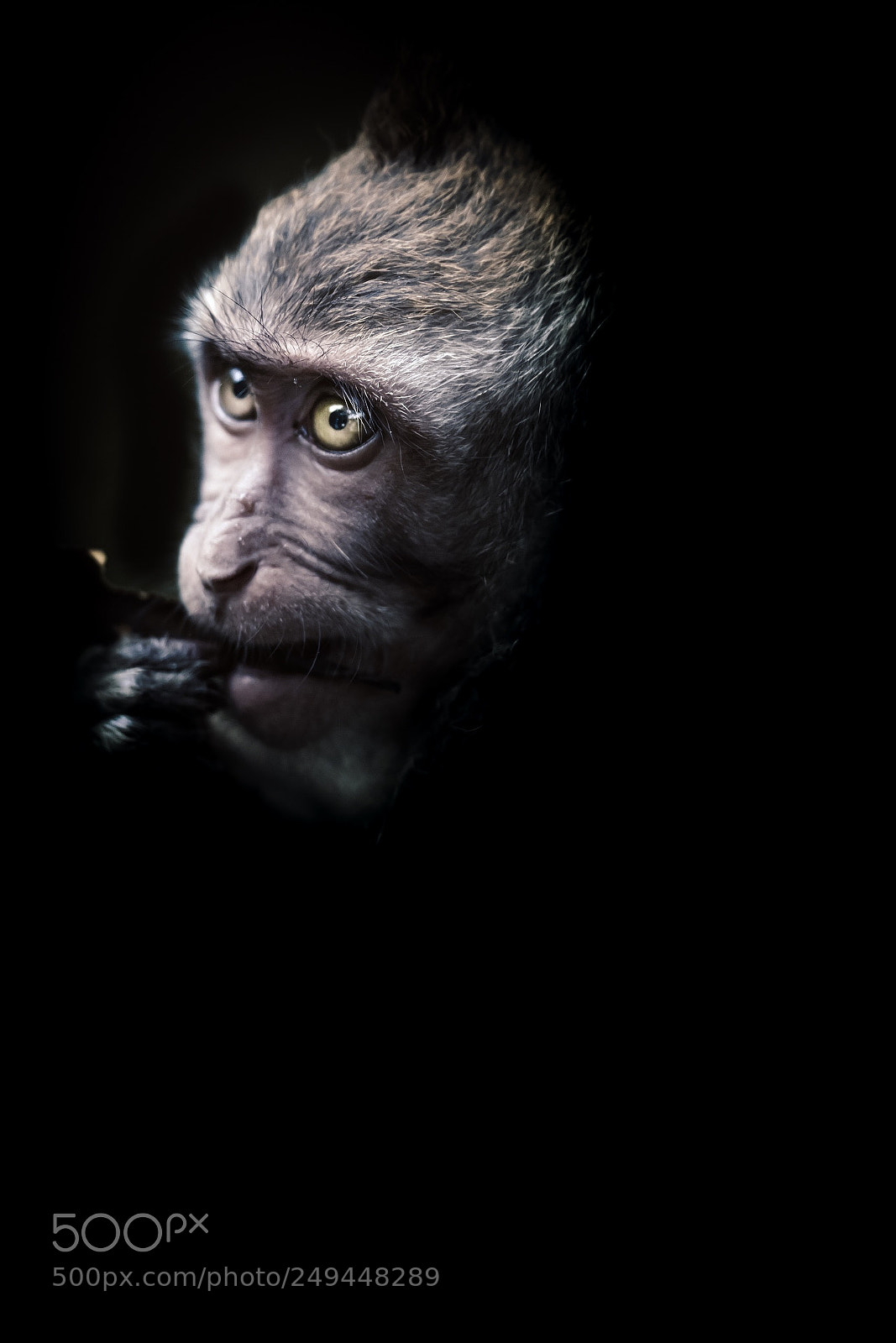 Fujifilm X-T2 sample photo. Bali monkey photography