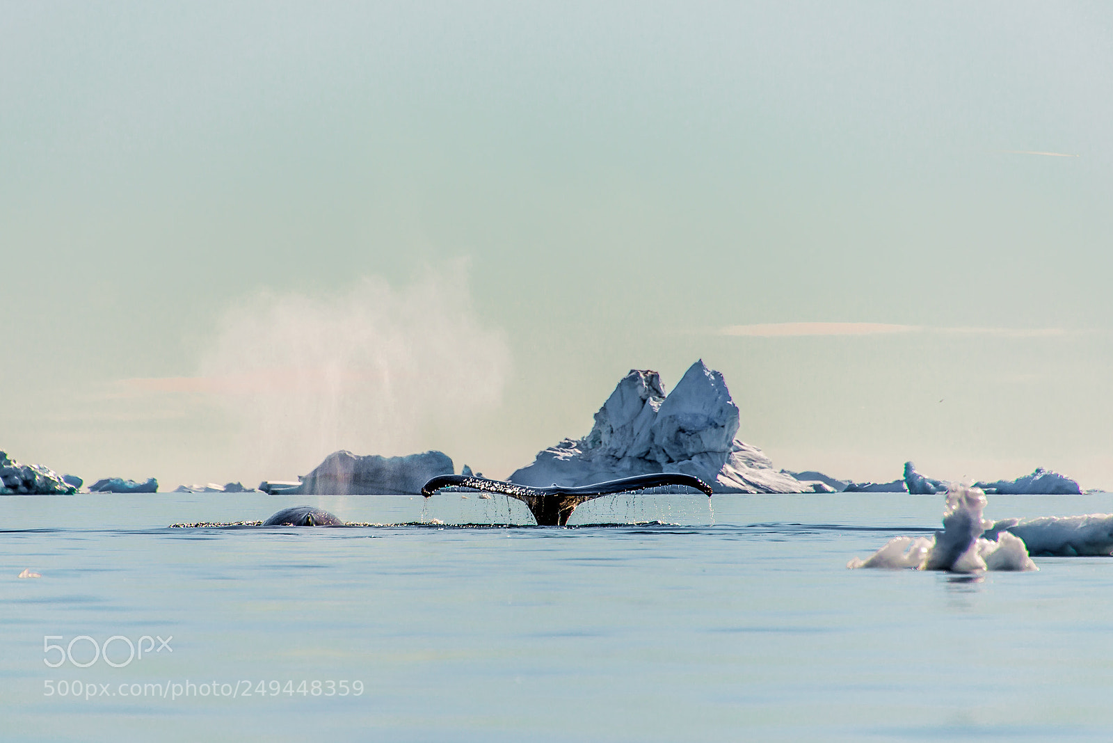 Nikon D800 sample photo. Twin whales photography