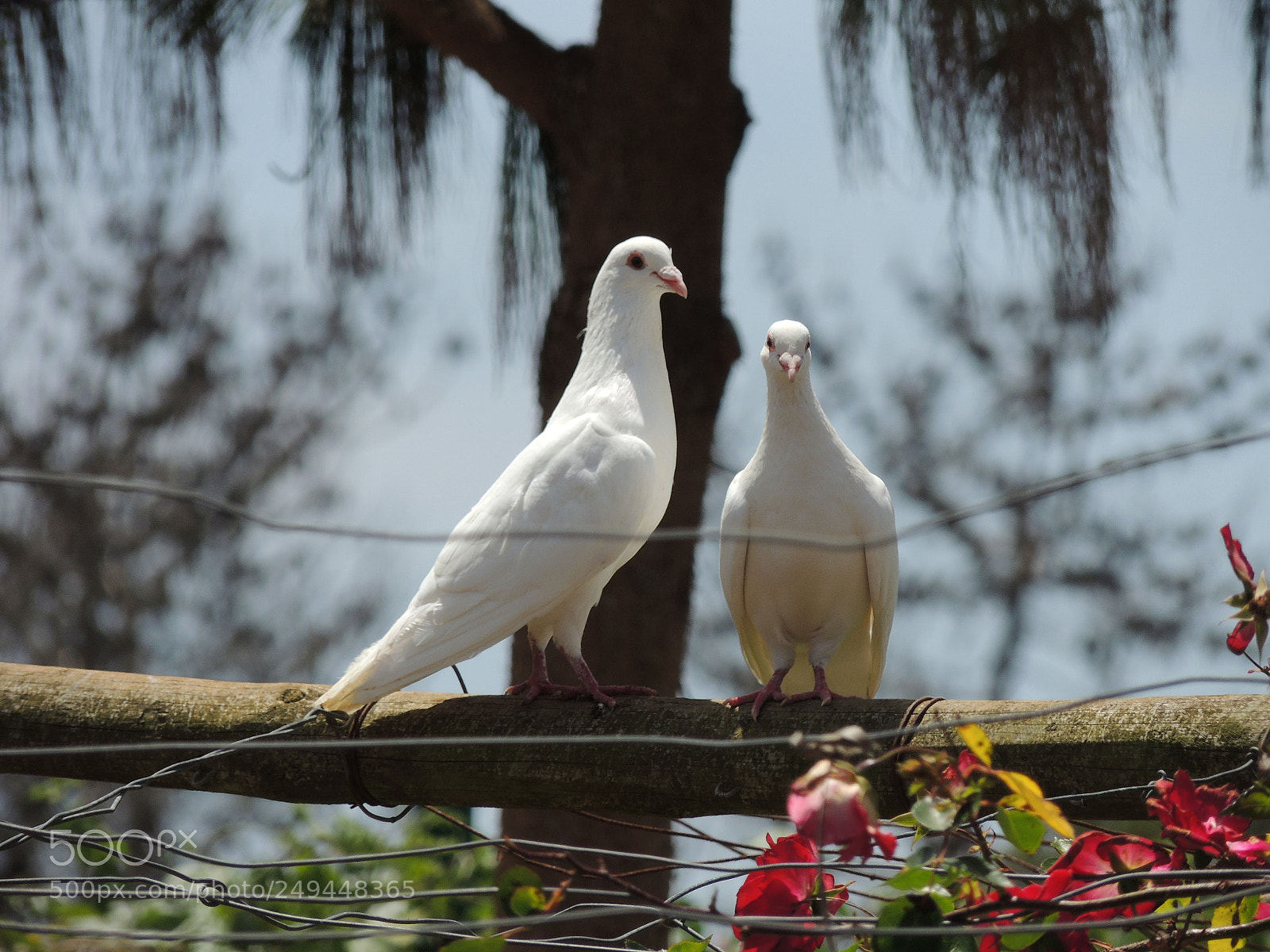Nikon Coolpix P510 sample photo. White pigeons photography