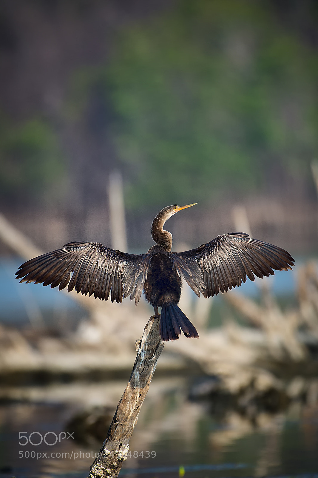 Nikon D4S sample photo. Cormorant photography