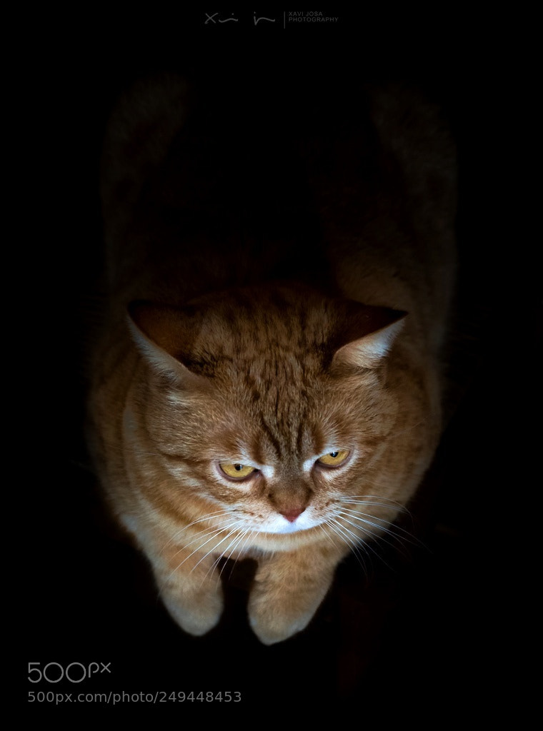 Olympus OM-D E-M1 Mark II sample photo. Between shadows.. photography
