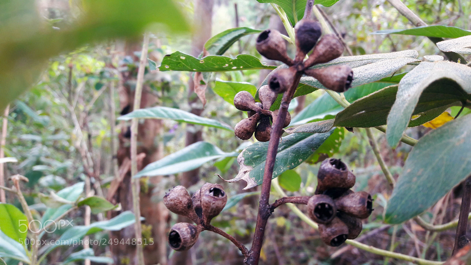 Samsung Galaxy A5(2016) sample photo. Appeare photography