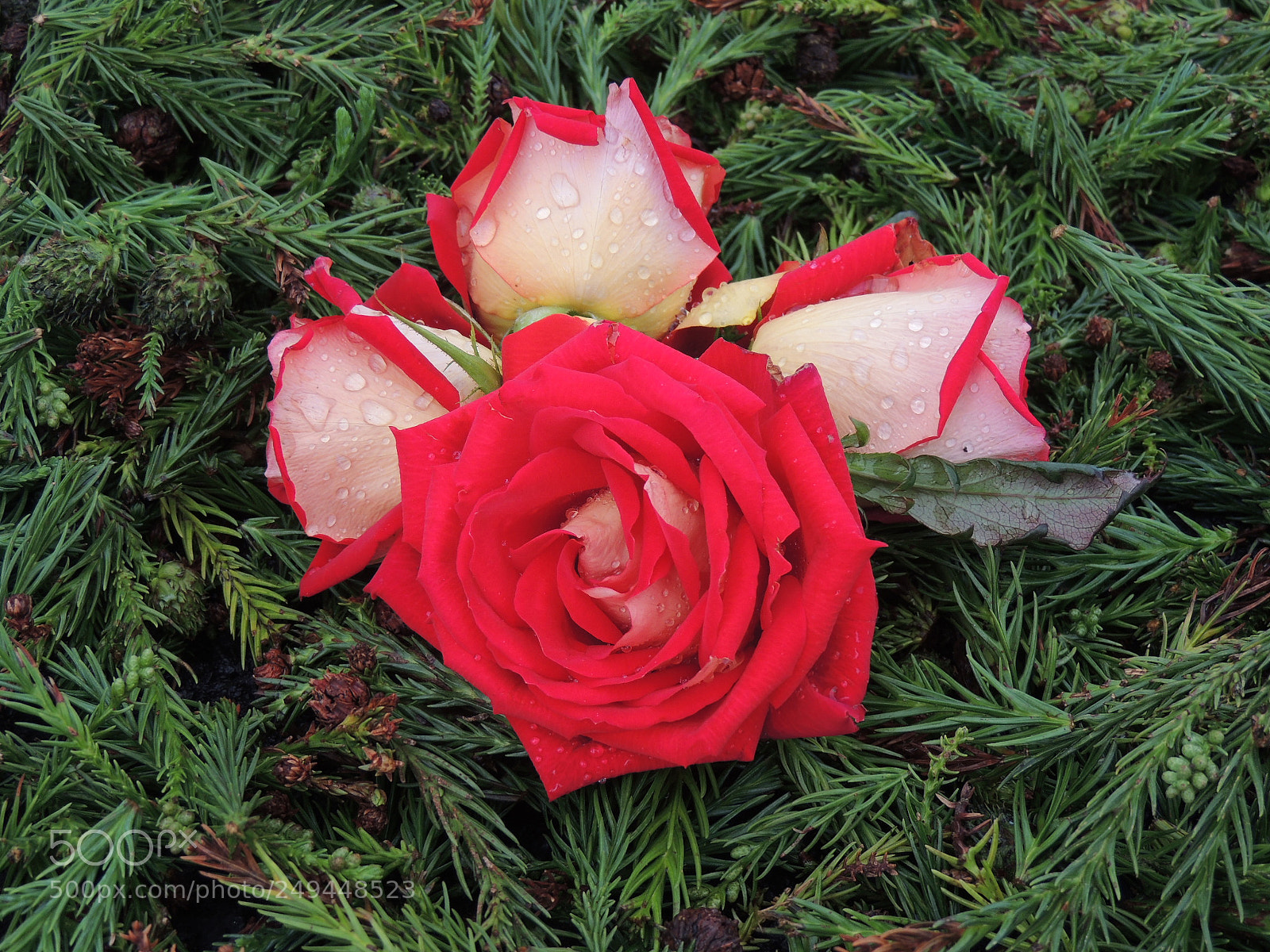Nikon Coolpix P510 sample photo. White and red rose photography