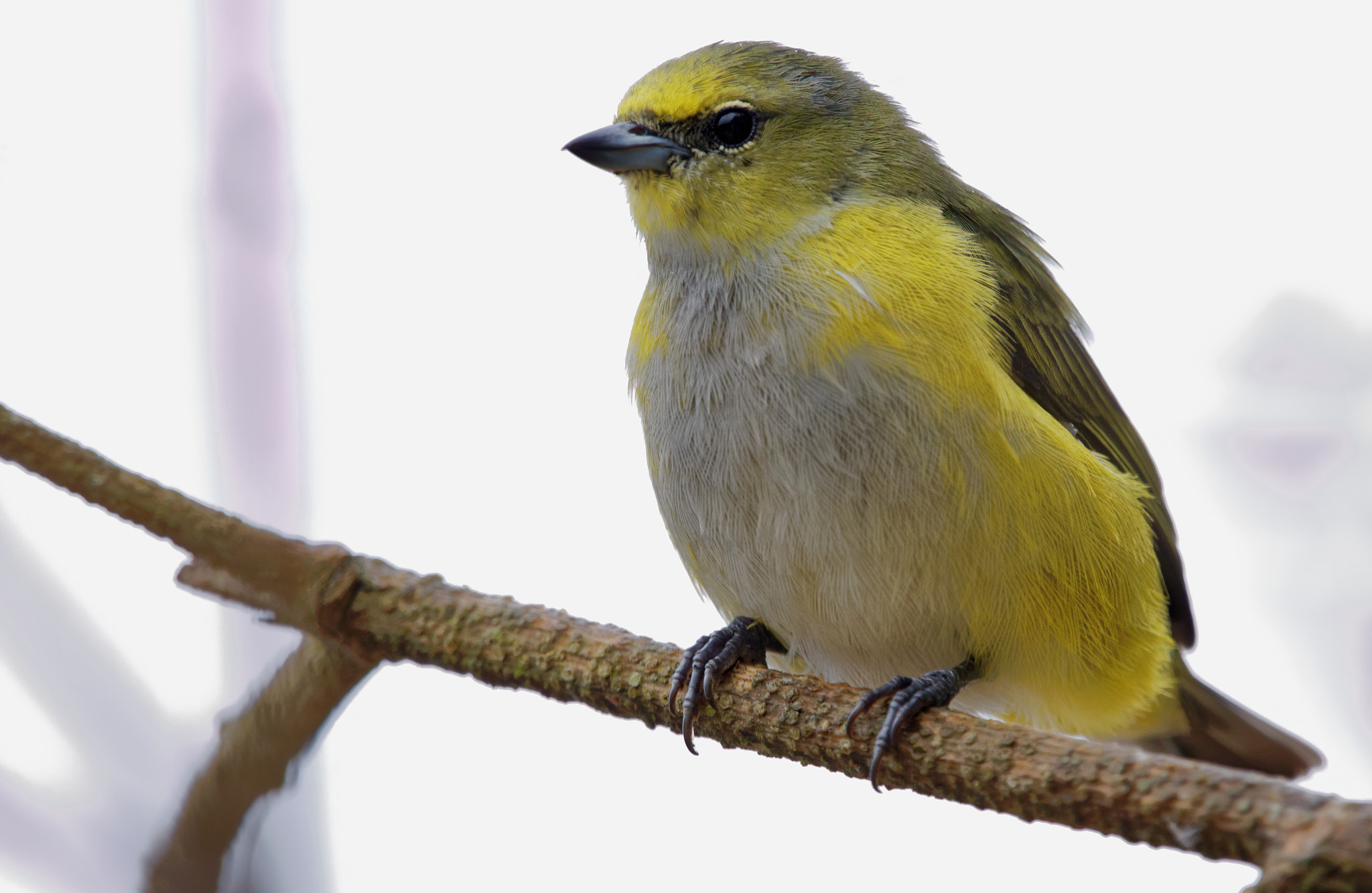 Sigma 150-600mm F5-6.3 DG OS HSM | C sample photo. Female euphonia photography