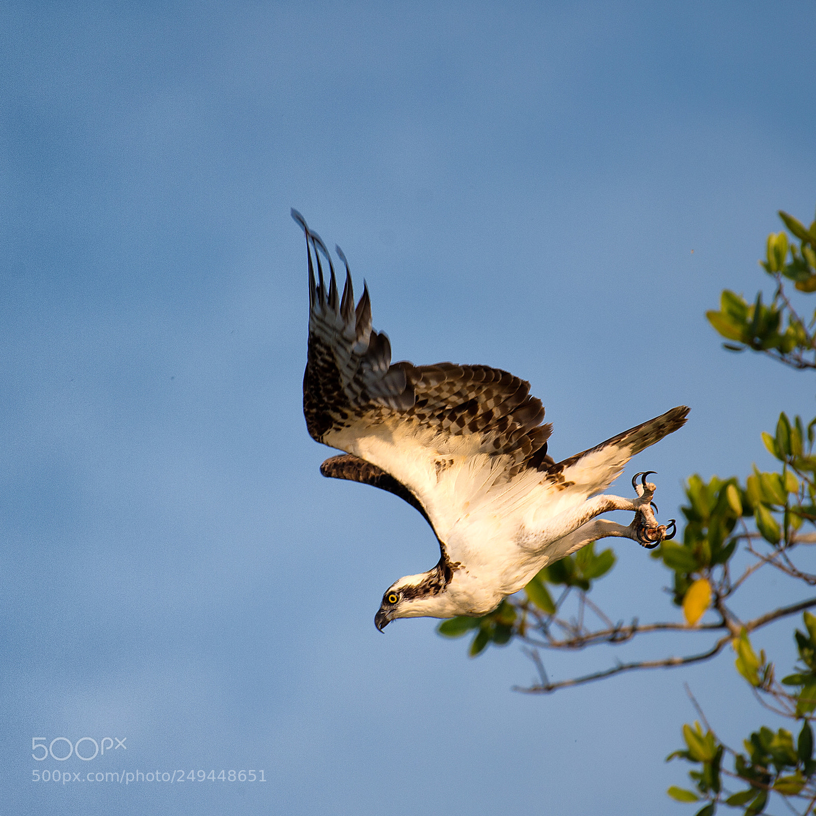 Nikon D4S sample photo. Osprey photography