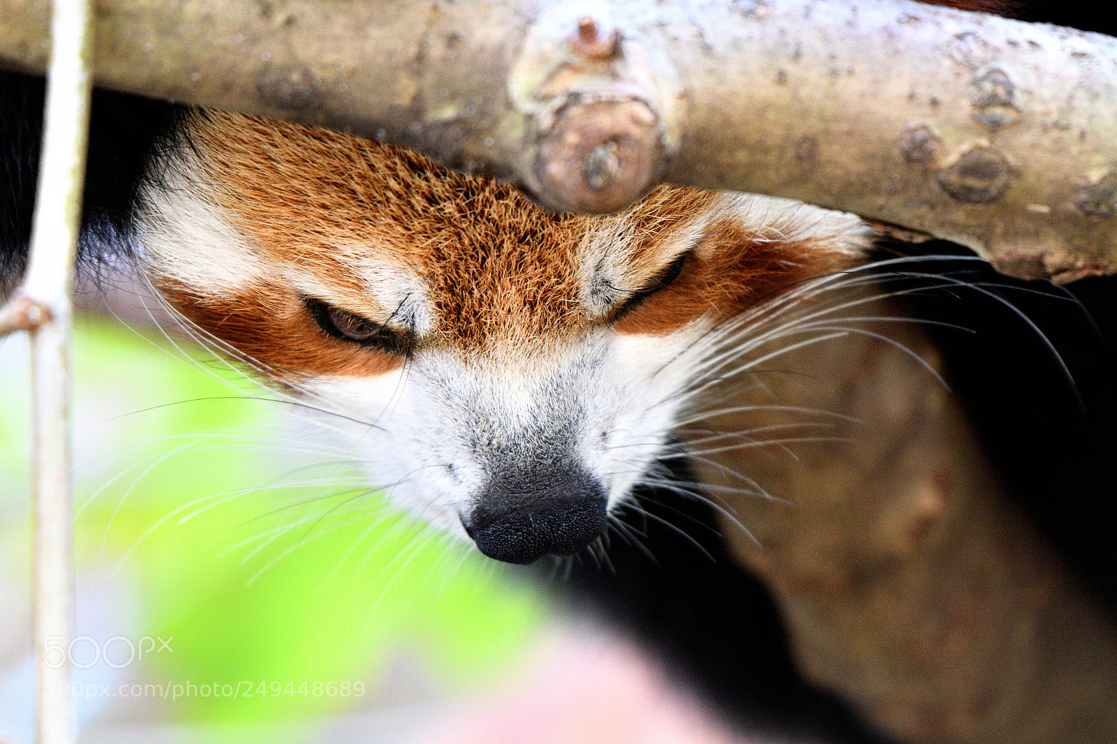 Nikon AF-S Nikkor 200-500mm F5.6E ED VR sample photo. Red panda - resting photography
