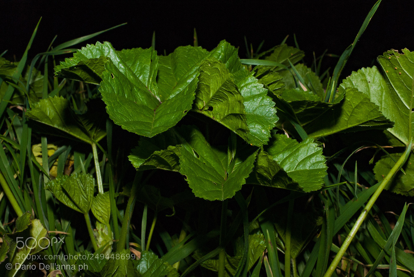 Sony Alpha DSLR-A300 sample photo. Symmetry photography