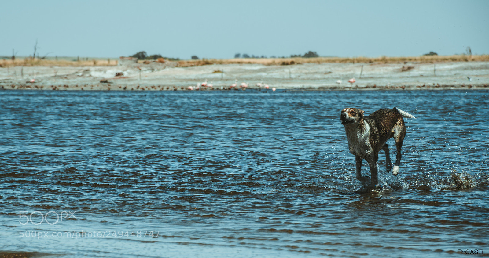 Nikon D7200 sample photo. Running free photography