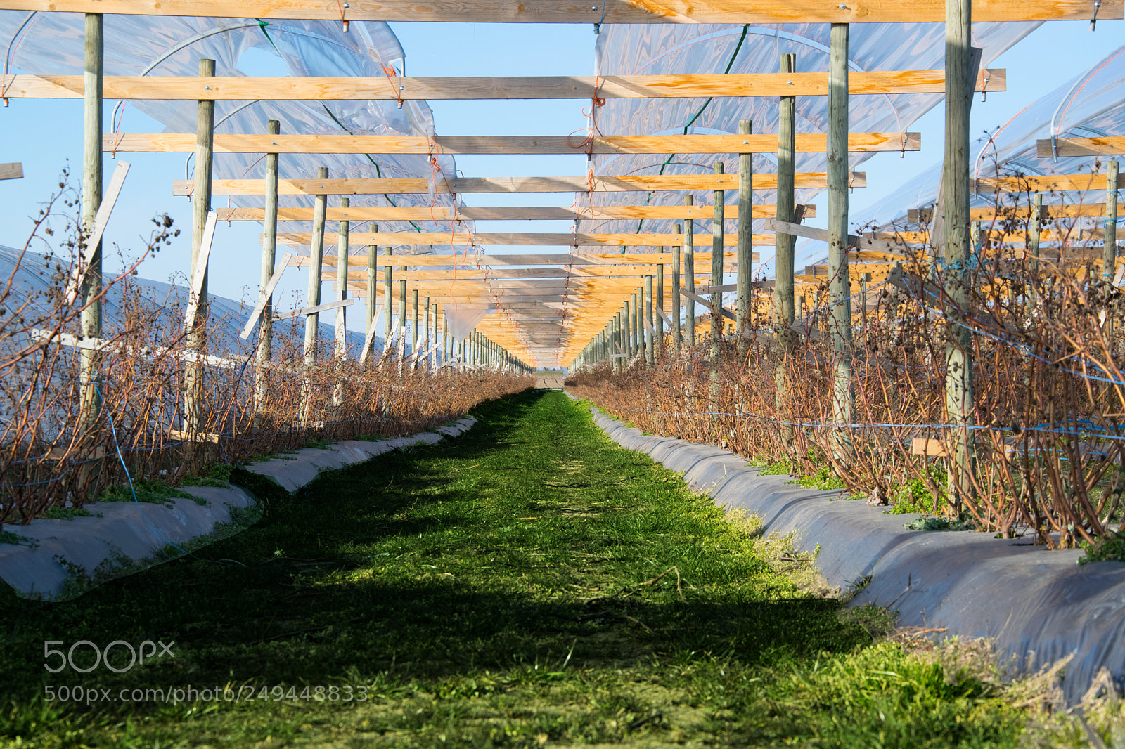 Nikon D5300 sample photo. Row of vines in photography