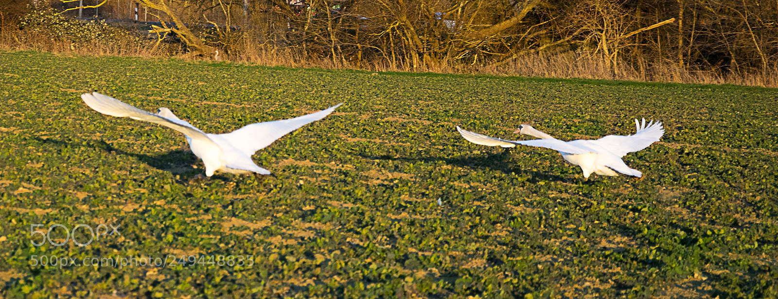 Nikon D5300 sample photo. Swan photography
