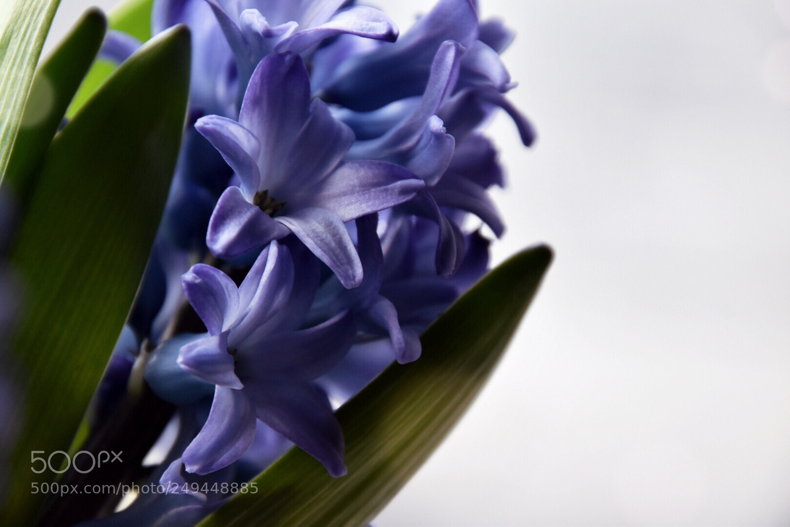 Nikon D5600 sample photo. Hyacinth reverie photography
