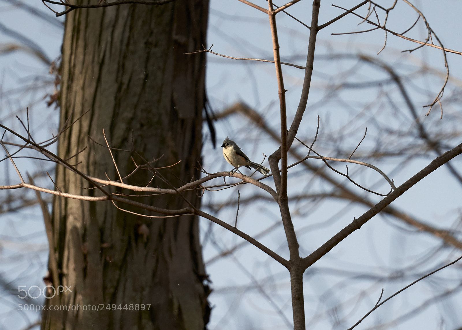 Sony a7R II sample photo. Tufted titmouse photography