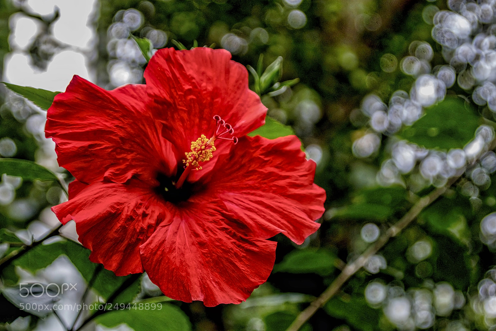 Canon EOS M5 sample photo. Hibiscus in full bloom photography