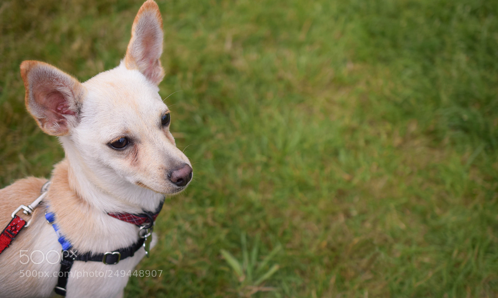 Nikon D3300 sample photo. Luna photography