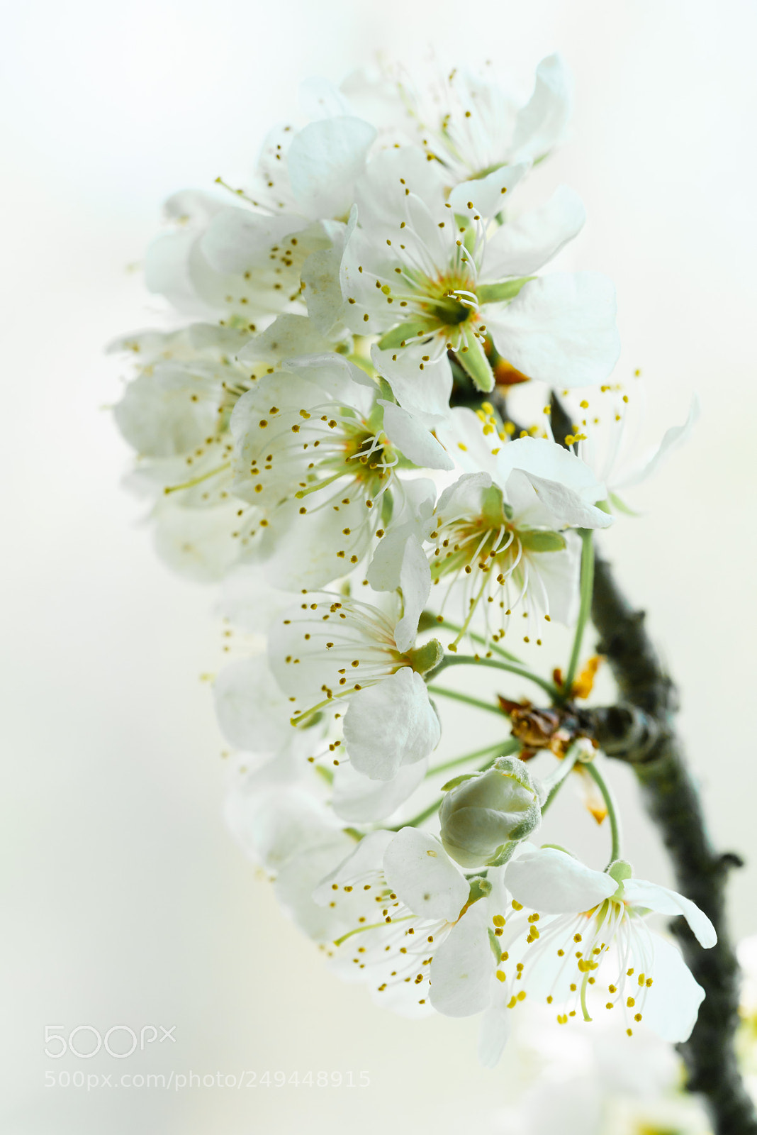 Sony a7R III sample photo. Texas spring photography