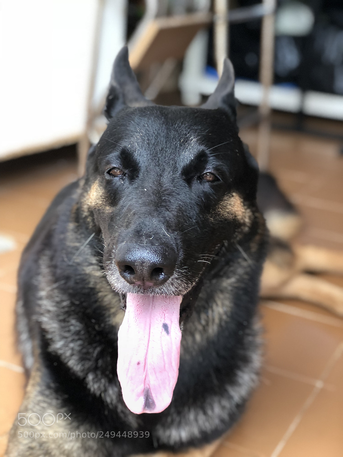 Apple iPhone 8 Plus sample photo. Pluto photography