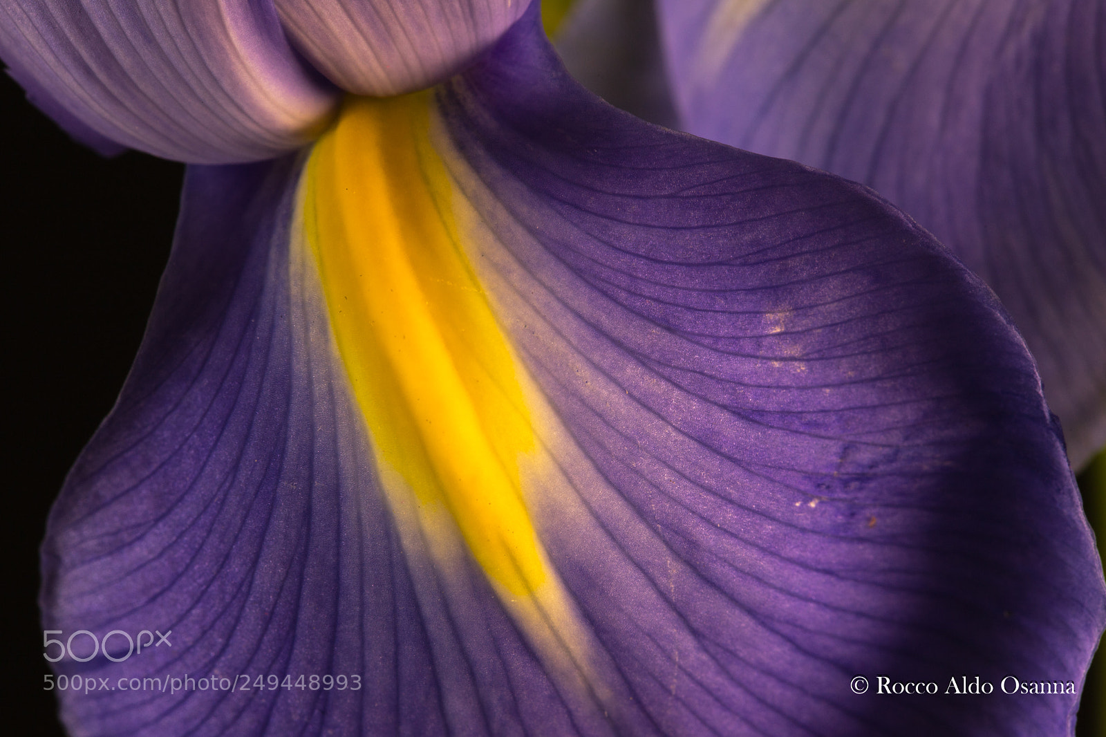 Canon EOS 6D Mark II sample photo. Iris limniris spuria ii photography