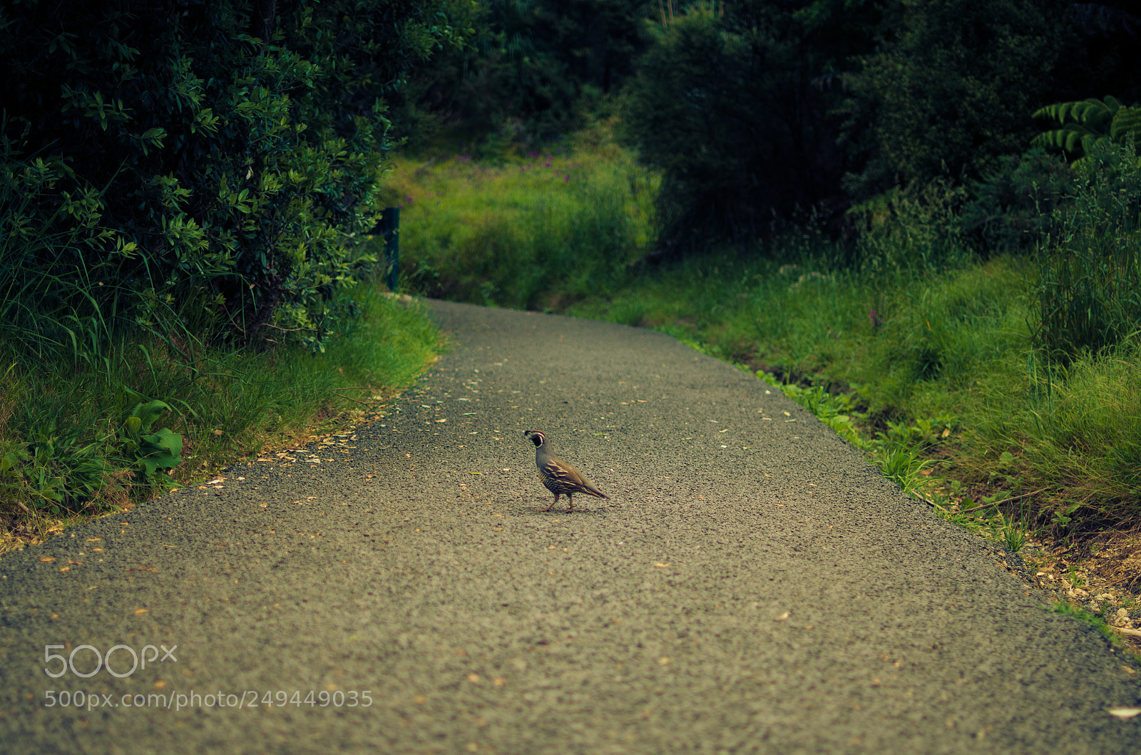 Nikon D7000 sample photo. California quail photography
