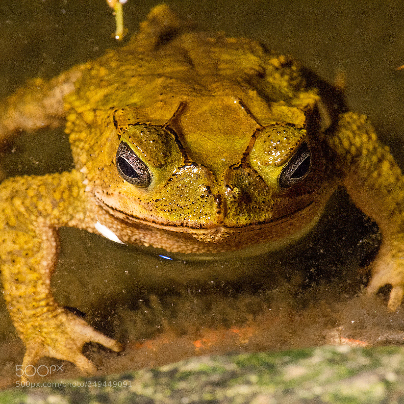 Nikon D4S sample photo. Incilius coniferus sapo de photography
