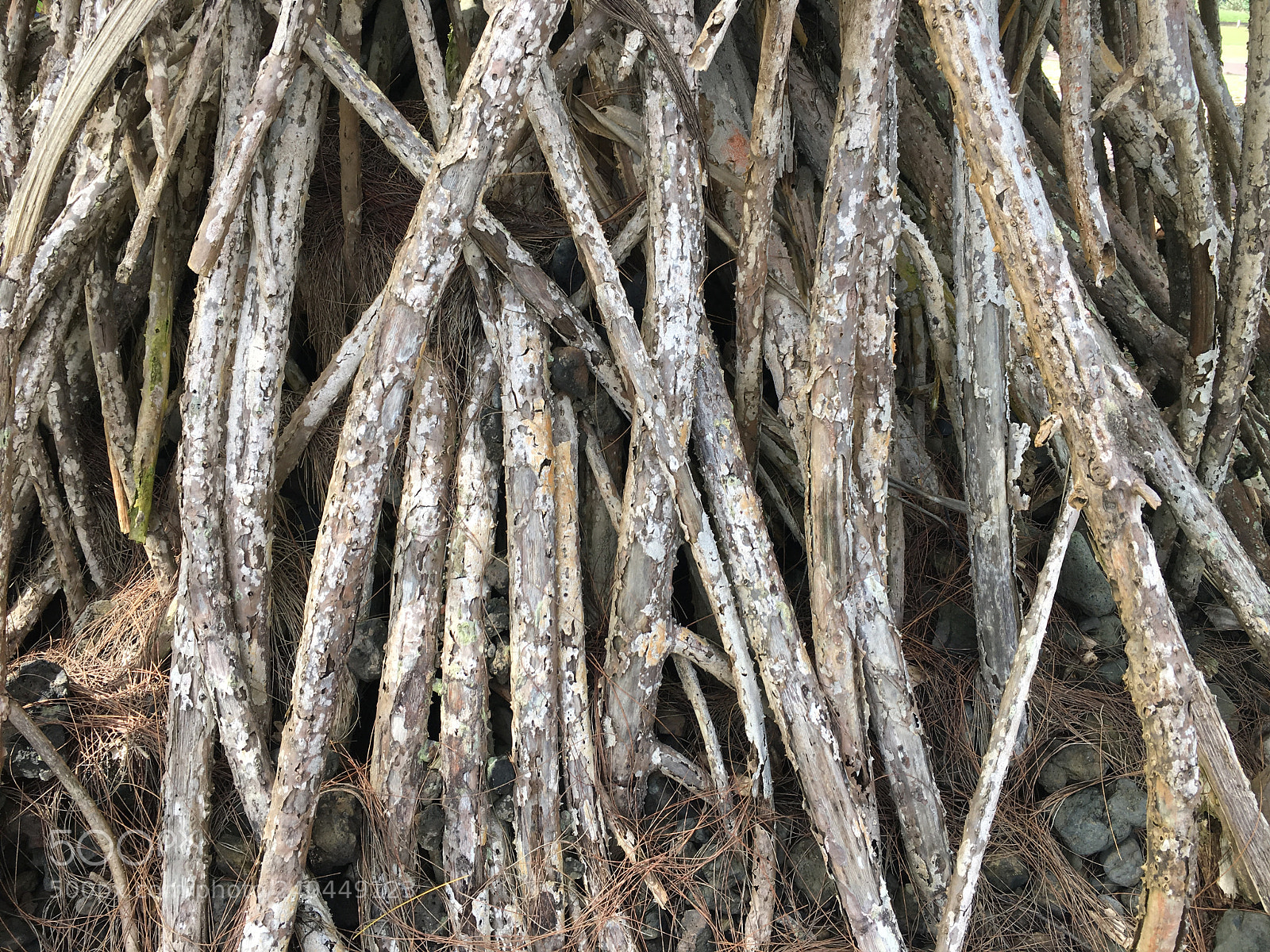 Apple iPhone 6s Plus sample photo. [] photography