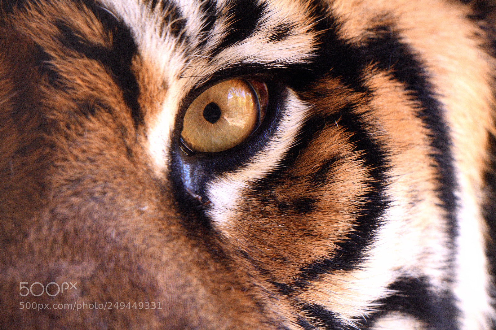 Nikon AF-S Nikkor 200-500mm F5.6E ED VR sample photo. Sumatran tiger staring into photography