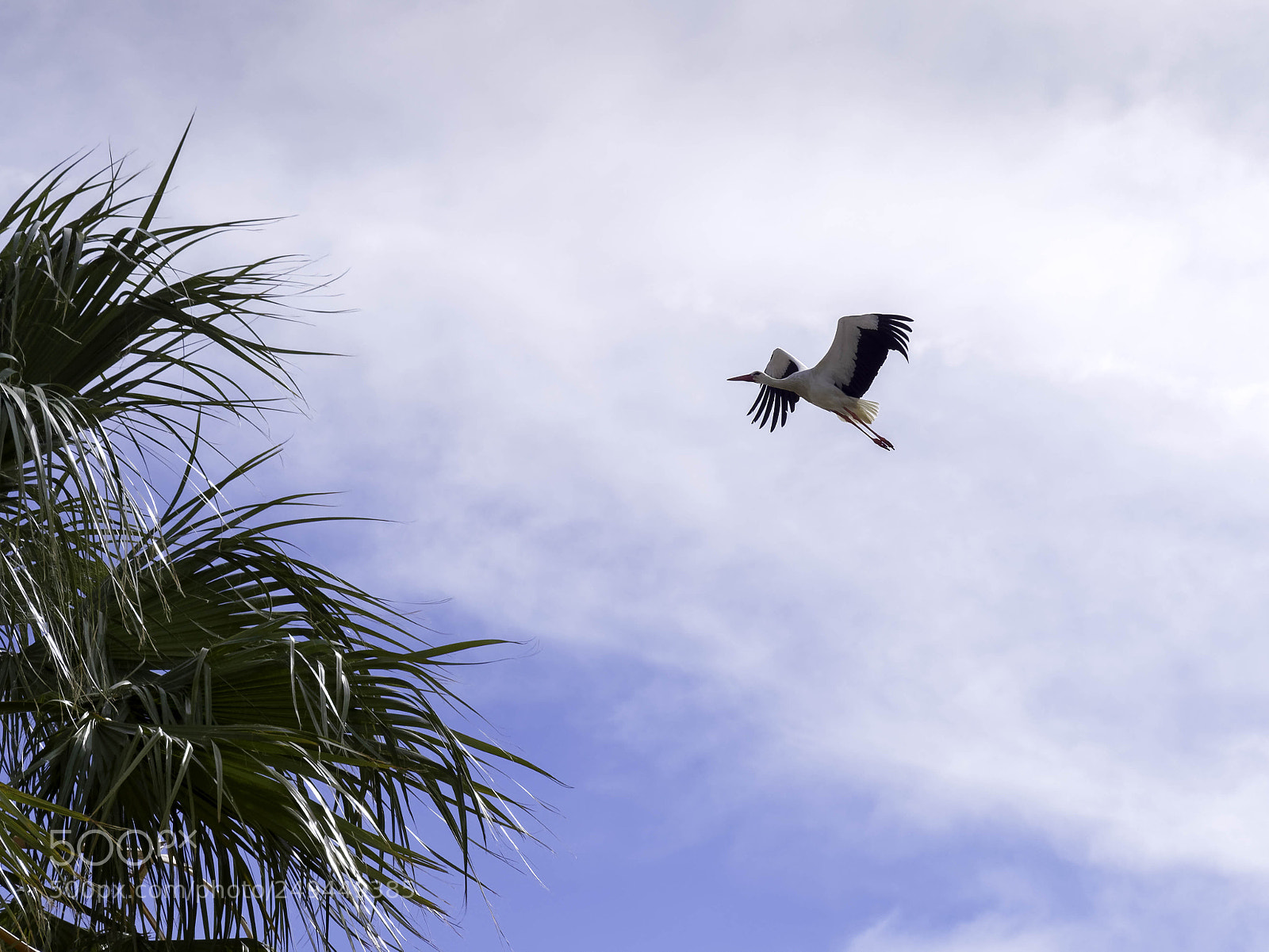 Panasonic Lumix DMC-GX8 sample photo. Stork in flight at photography